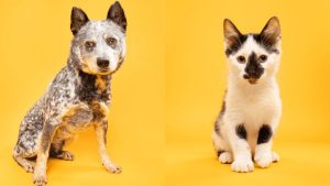 North Texas Pets Up For Adoption