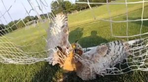 Ohio Officers Rescue Owl