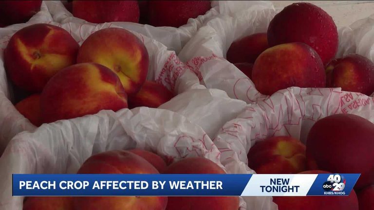 Oklahoma Farmers Face Crop Losses