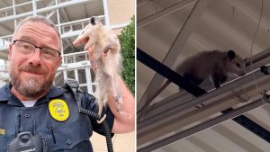 Opossums Found In Tarrant County Stores