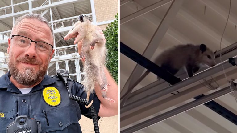 Opossums Found In Tarrant County Stores
