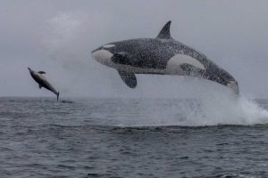 Orcas Spotted In Monterey Bay