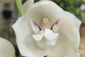 Orchids That Mimic Animals