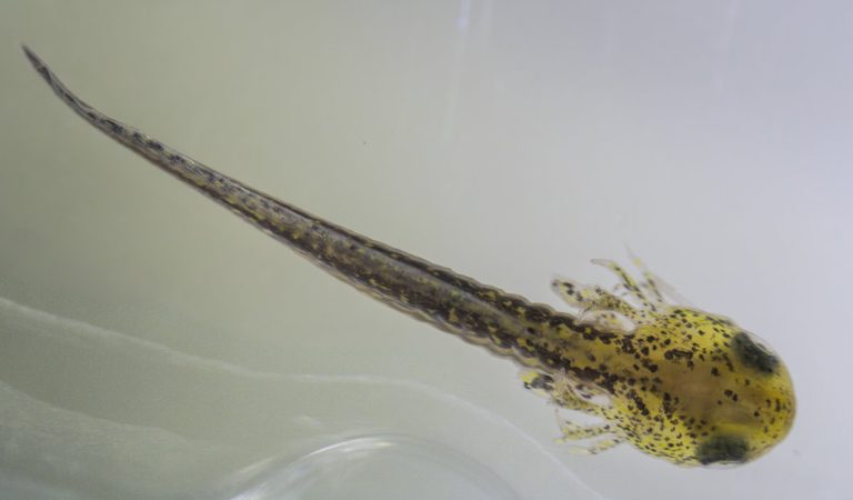 Oregon Zoo Successfully Breeds Rare Crater Lake Newts