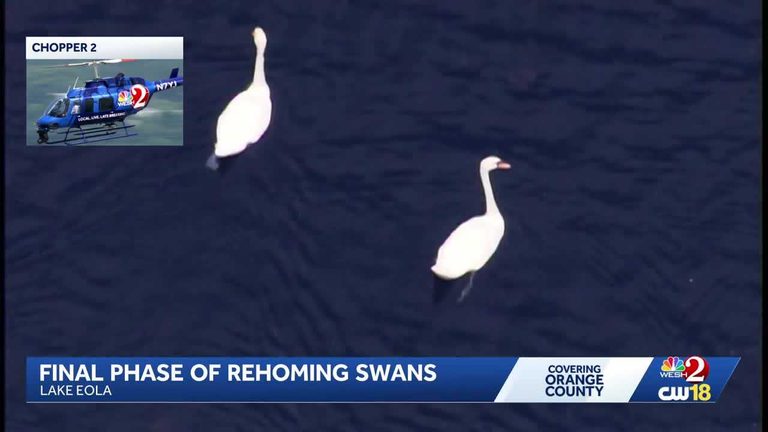 Orlando Relocates Lake Eola Swans