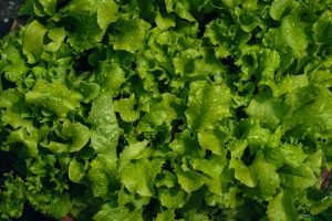 Parkview Health Removes Lettuce From Menus Amid Indiana Outbreak