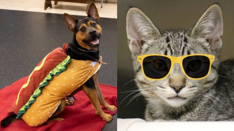 Pasadena Humane Waives Adoption Fees