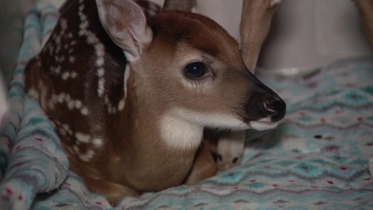 Pasco County Fawn Rescue