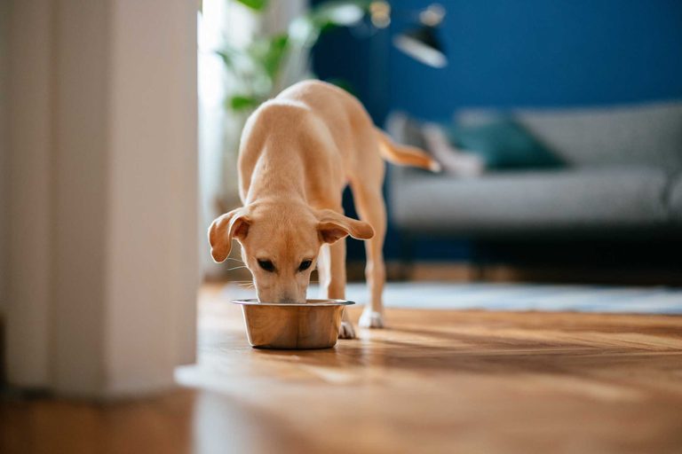 Pedigree Dog Food Recalled