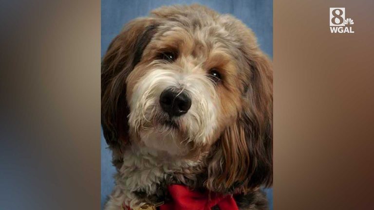 Pennsylvania School Therapy Dog Dies