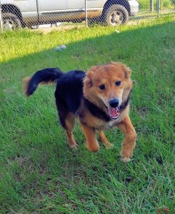 Pet Of The Week River