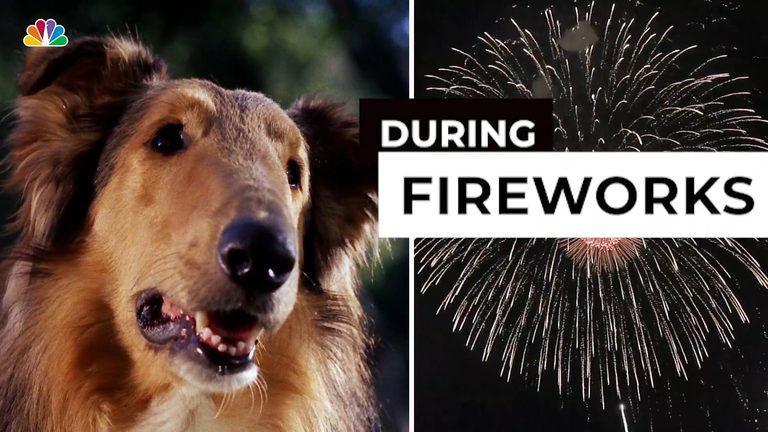 Pet Safety During July 4Th Fireworks