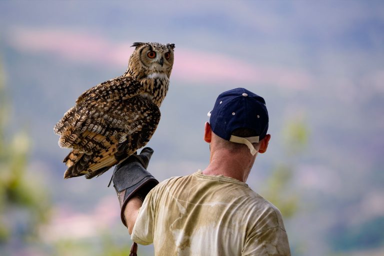 Owl Creek Raptor Rehab & Education Center — Fort Wayne