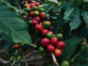 Cream Bean Berry — Durango