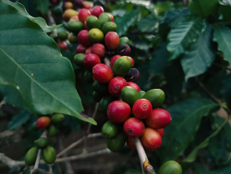Cream Bean Berry — Durango