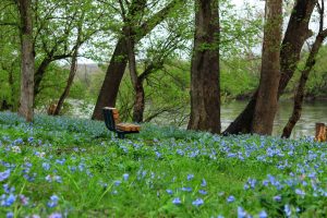 Bluitt-Flowers Park — Desoto