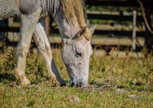 McCarty Ranch Preserve — Port St. Lucie