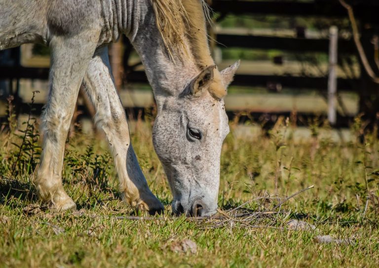 McCarty Ranch Preserve — Port St. Lucie