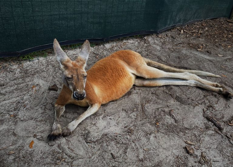 Busch Wildlife Sanctuary — Port St. Lucie