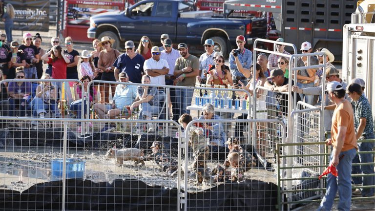Pig Wrestling Returns To Teton County Fair