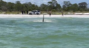 Plane Makes Emergency Landing Near Dunedin Beach