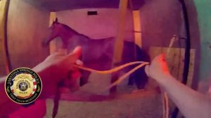Police Rescue Horses From Racetrack Fire
