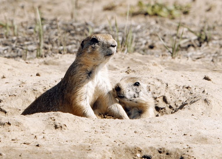 Prairie Dogs Return To Fort Worth Nature Center