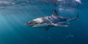 Pro Surfer Shares Shark Safety Tips