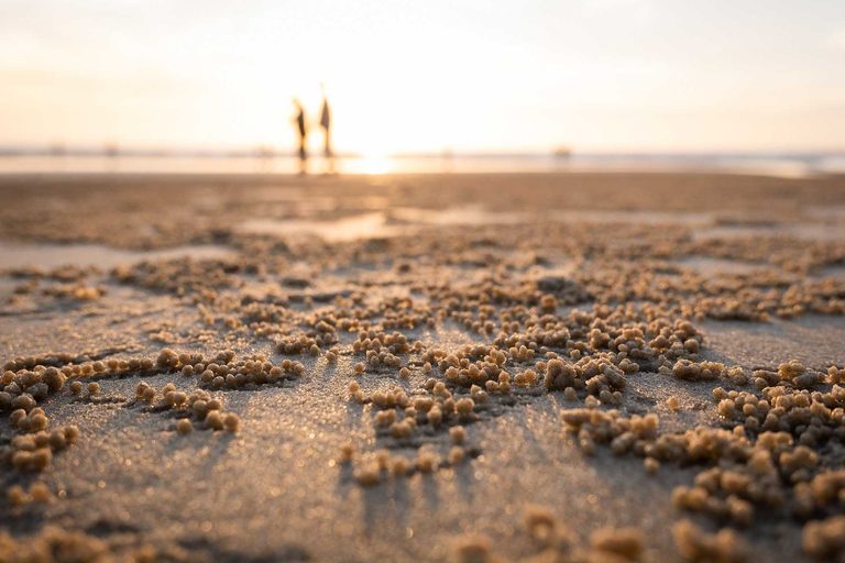 Protecting Sea Turtles