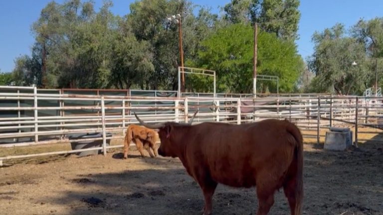 Pueblo County Cart Cares For Over 1 000 Animals