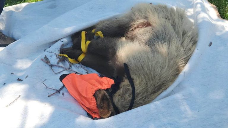 Pueblo Fire Department Helps Capture Bear