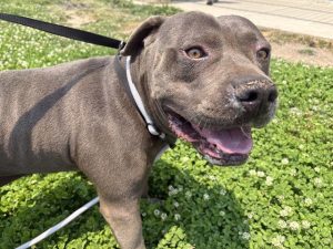 Pueblo Humane Society Pet Of The Week