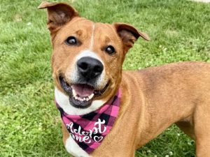 Pueblo Humane Society Pet Of The Week Moana