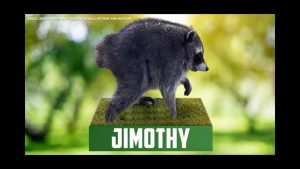 Raccoon Jimothy Becomes Pop Culture Star