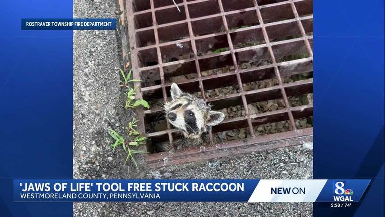 Raccoon Rescued From Storm Drain