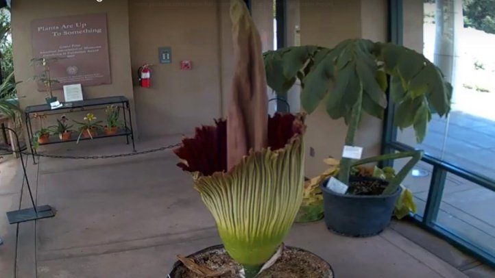 Rare Corpse Flowers Bloom