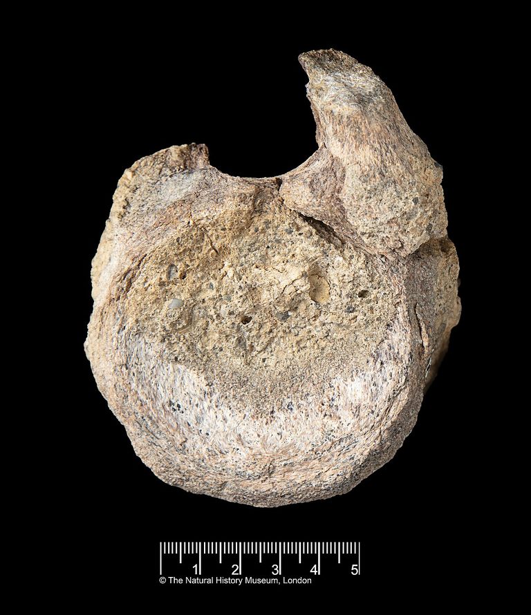 Rare Dinosaur Fossil Found In Antarctica