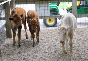Rare White Bison At Wylie Park