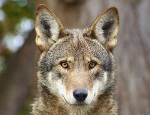 Red Wolf Pups Born In Nc