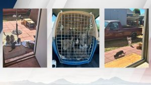 Redmond Animal Shelter Needs Donations