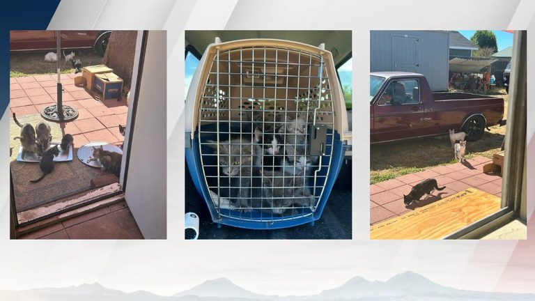 Redmond Animal Shelter Needs Donations