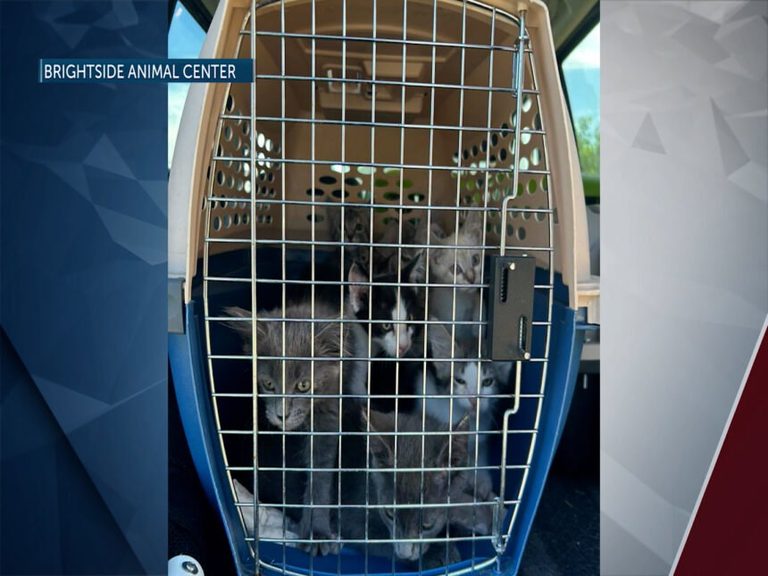 Redmond Animal Shelter Overwhelmed