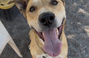 Redmond Shelter Dog Seeks Active Household
