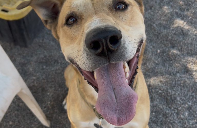 Redmond Shelter Dog Seeks Active Household