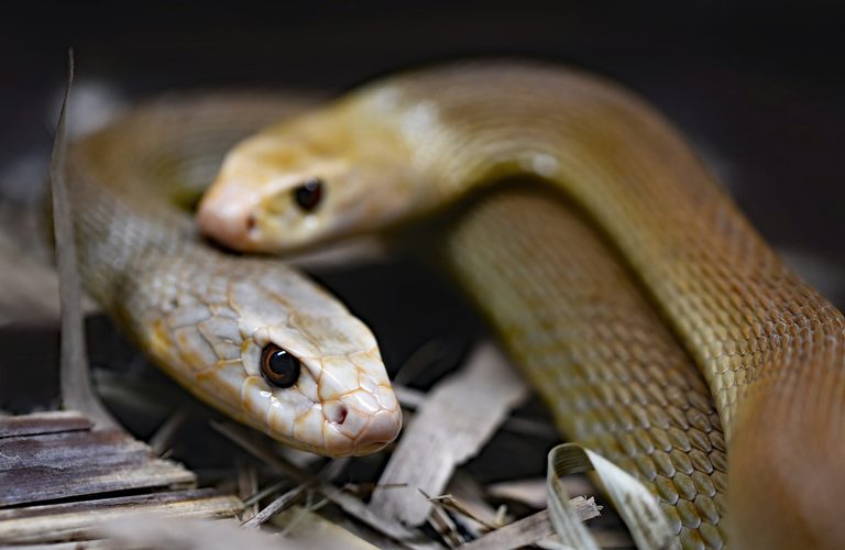 Reptile Show Comes To Boise