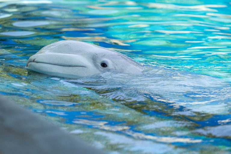 Rescued Beluga Whales Thrive At Seaworld San Antonio