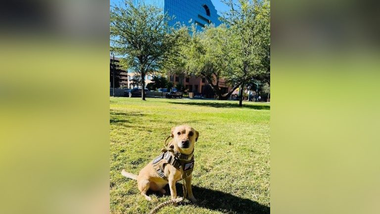 Rescued Therapy Dog Comforts Court Victims