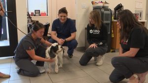 Rescuers Celebrate Mr Pickles Recovery