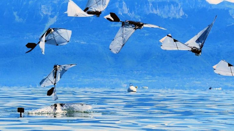 Robot Bird Successfully Flies And Swims