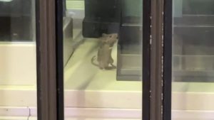 Rodent Infestation Closes Starbucks In Boston S South Station